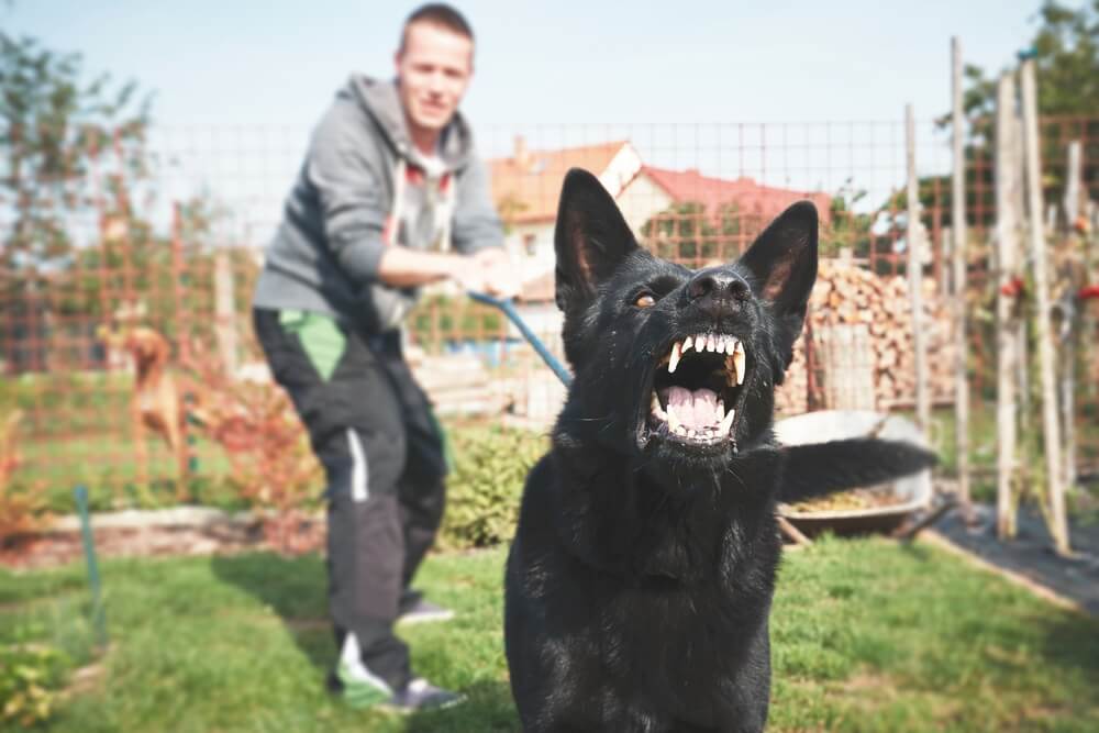 Black dog aggressively barking the strangers.